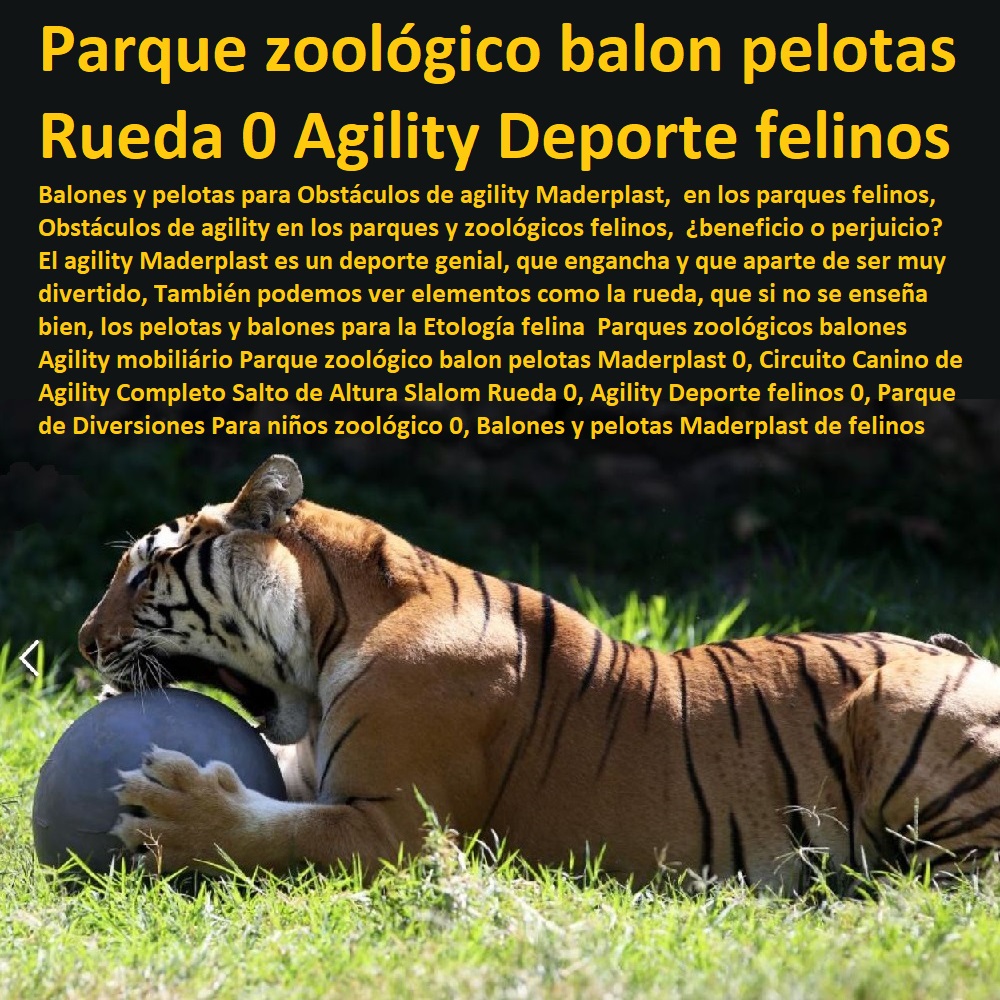 Caninos Para Perros, Equipo De Agility Para Perros, Cunas Y Parideras Para Perros, Parques Para Perros, Corrales Para Perros, Jaulas cuidado de perros, Casas Para Perros Y Mascotas, Agility De Perros, Pistas De Adiestramiento, Parques zoológicos balones Agility mobiliário Parque zoológico balon pelotas Maderplast 0, Circuito Canino de Agility Completo Salto de Altura Slalom Rueda 0, Agility Deporte felinos 0, Parque de Diversiones Para niños zoológico 0, Parques zoológicos balones Agility mobiliário Parque zoológico balon pelotas Maderplast 0, Circuito Canino de Agility Completo Salto de Altura Slalom Rueda 0, Agility Deporte felinos 0, Parque de Diversiones Para niños zoológico 0,